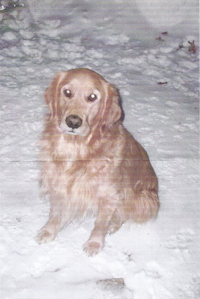 Boomer Daniluk