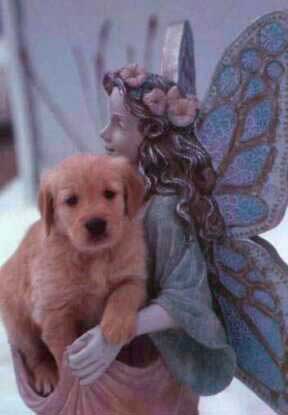 Angel with puppy