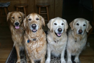 Apollo and Gang