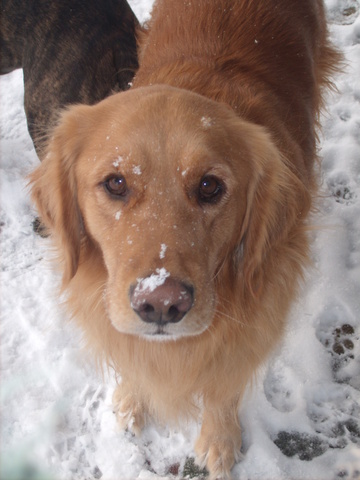 Boomer in snow