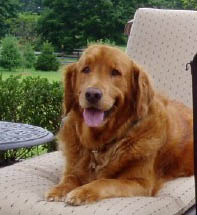 Buddy Falcone