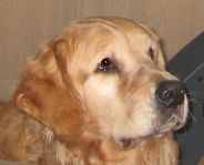 Buddy Mogerman