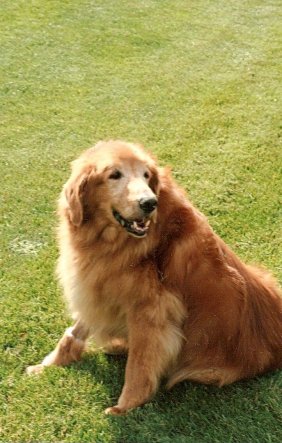 Buster DeBenedictis