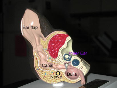 Canine Ear Model