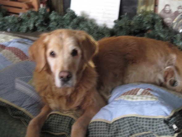 Chase on bed