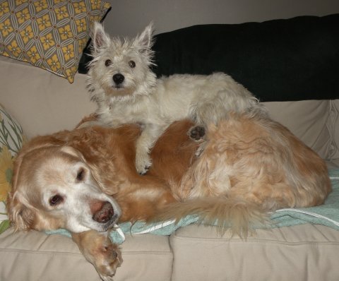 Clancy & Pickles