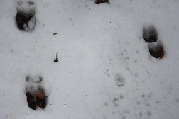 Deer prints