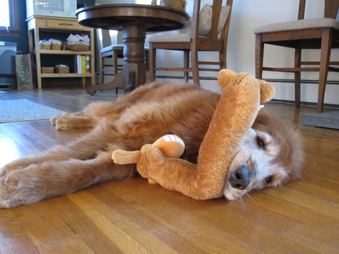 Ginger Maywald