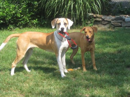 Brutus & Maddie