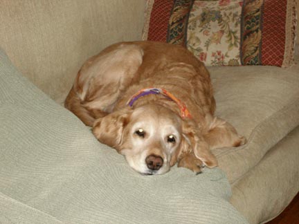 Molly Finacchio