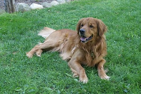 Oakee Lauda