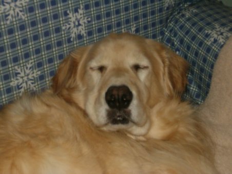 Oakley Shea