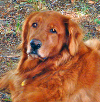 Red Schlenger