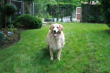 Sadie