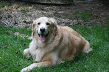 Sadie