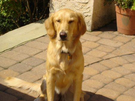 Sandy Davis