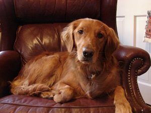 Susie in chair