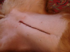 Susie's Incision
