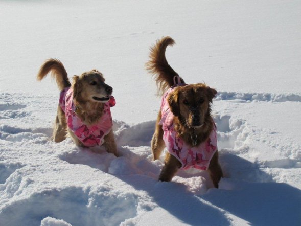 Tamburello Dogs