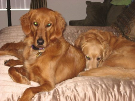 Tamburello Dogs