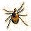 Tick