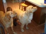 Tylar & Ballie